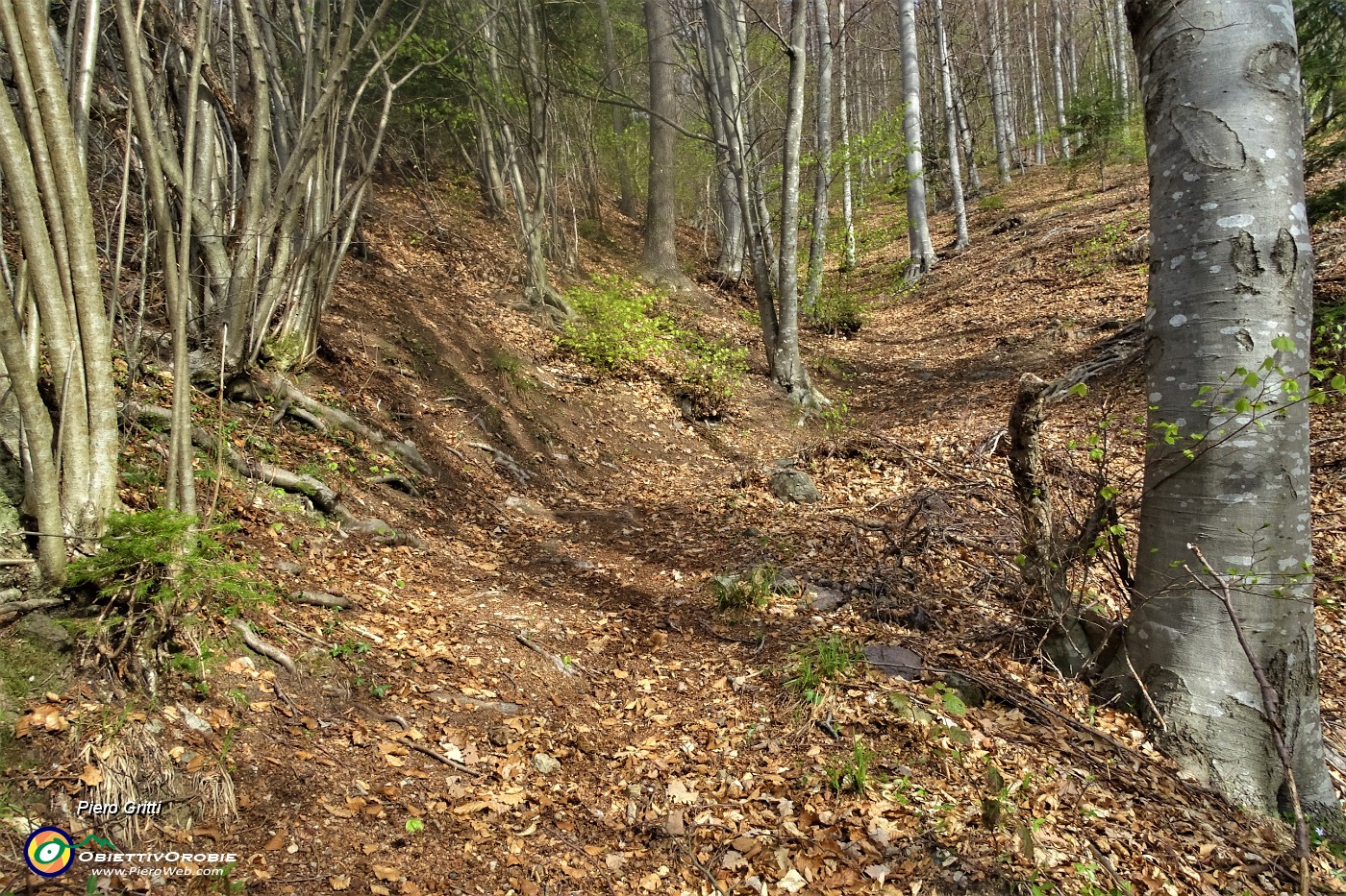 33 nel bosco su sentiero terroso ricoperto di foglie.JPG